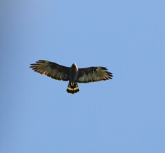 Buteo albonotatus