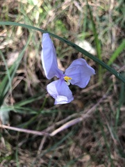 Patersonia
