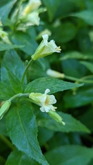 Epilobium luteum