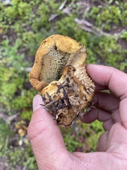 Pycnoporellus alboluteus