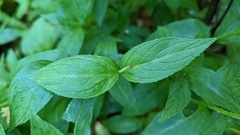 Epilobium luteum