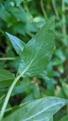 Epilobium luteum
