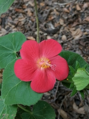 Hibiscus martianus