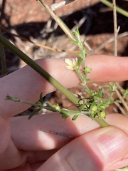 Teucrium teucriiflorum