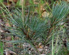 Pinus pumila