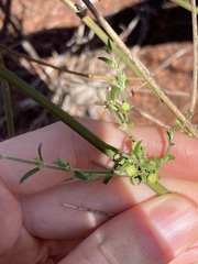 Teucrium teucriiflorum