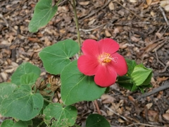 Hibiscus martianus