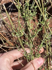 Teucrium teucriiflorum
