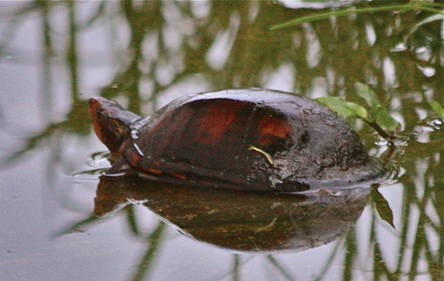 Kinosternon leucostomum