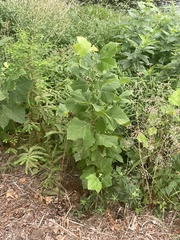 Platanus