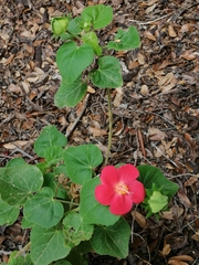 Hibiscus martianus