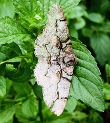 Iridopsis larvaria