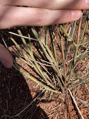 Teucrium teucriiflorum