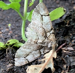 Iridopsis larvaria