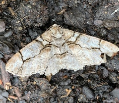 Iridopsis larvaria