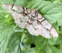 Iridopsis larvaria
