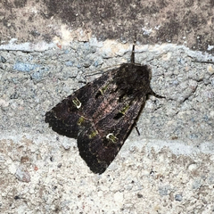 Lacinipolia renigera