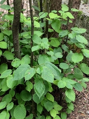 Davidia involucrata