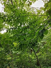Davidia involucrata