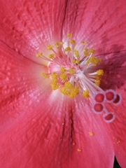 Hibiscus martianus