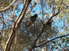 Calyptorhynchus lathami