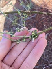 Teucrium teucriiflorum