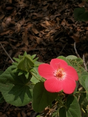 Hibiscus martianus