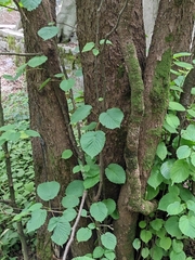 Davidia involucrata