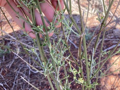 Teucrium teucriiflorum