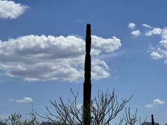 Pachycereus pringlei