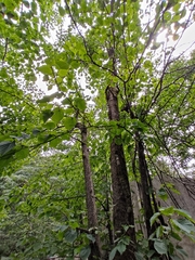 Davidia involucrata