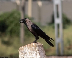 Corvus splendens