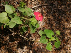 Hibiscus martianus