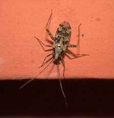 Phytocoris