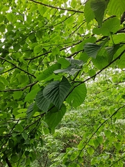 Davidia involucrata