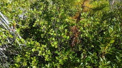 Betula glandulosa