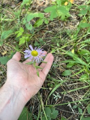 Erigeron speciosus