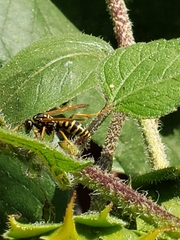 Polistes dominula