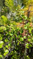 Betula glandulosa