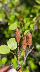 Betula glandulosa