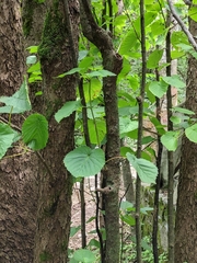 Davidia involucrata