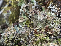 Cladonia subcariosa