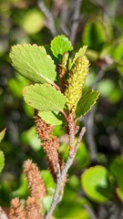 Betula glandulosa