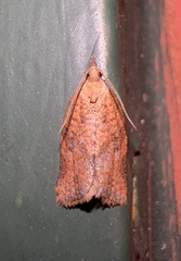 Argyrotaenia franciscana
