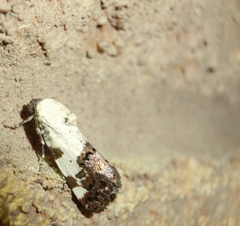 Tarache tetragona