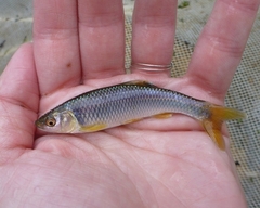 Cyprinella spiloptera