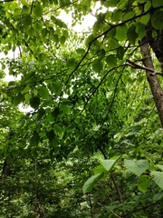 Davidia involucrata