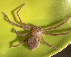 Neosparassus diana
