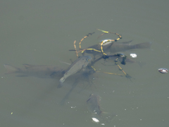 Sarotherodon melanotheron