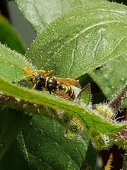 Polistes dominula